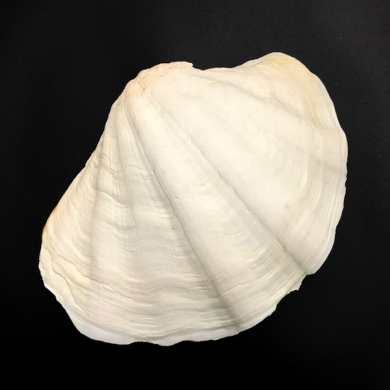 Extra Large Giant Clam Shell Half Very Rare Unique Real Sea Shell