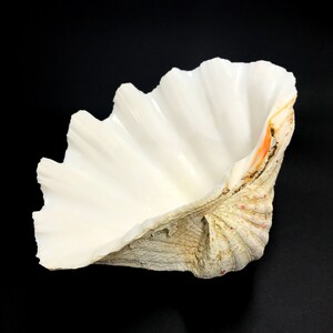 Extra Large Giant Clam Shell Half Very Rare Unique Real Sea Shell ...