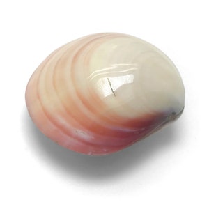 Polished Tiger Hatchet Clam Shell MATCHING PAIR Codakia Tigerina Unique ...