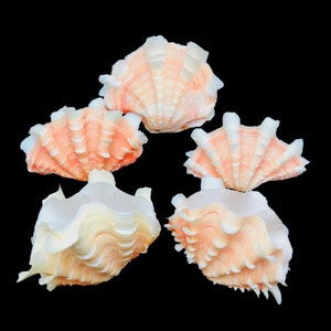 Tridacna Clam Shell Small Fancy Unique Sea Shell Decorative Display Specimen Free USA Shipping!