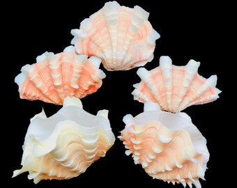 Tridacna Clam Shell Small Fancy Unique Sea Shell Decorative Display Specimen Free USA Shipping!