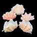 see more listings in the Sea Shells section