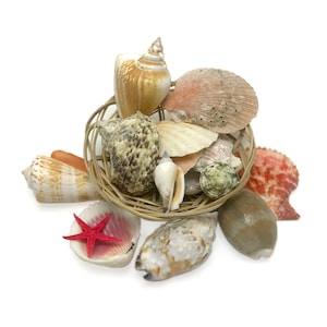 Beach Basket Assorted Sea Shells Star Fish Cowrie Snail Scallop & Clam Shells Unique Keepsake of Cherished Ocean Treasures Free USA Shipping