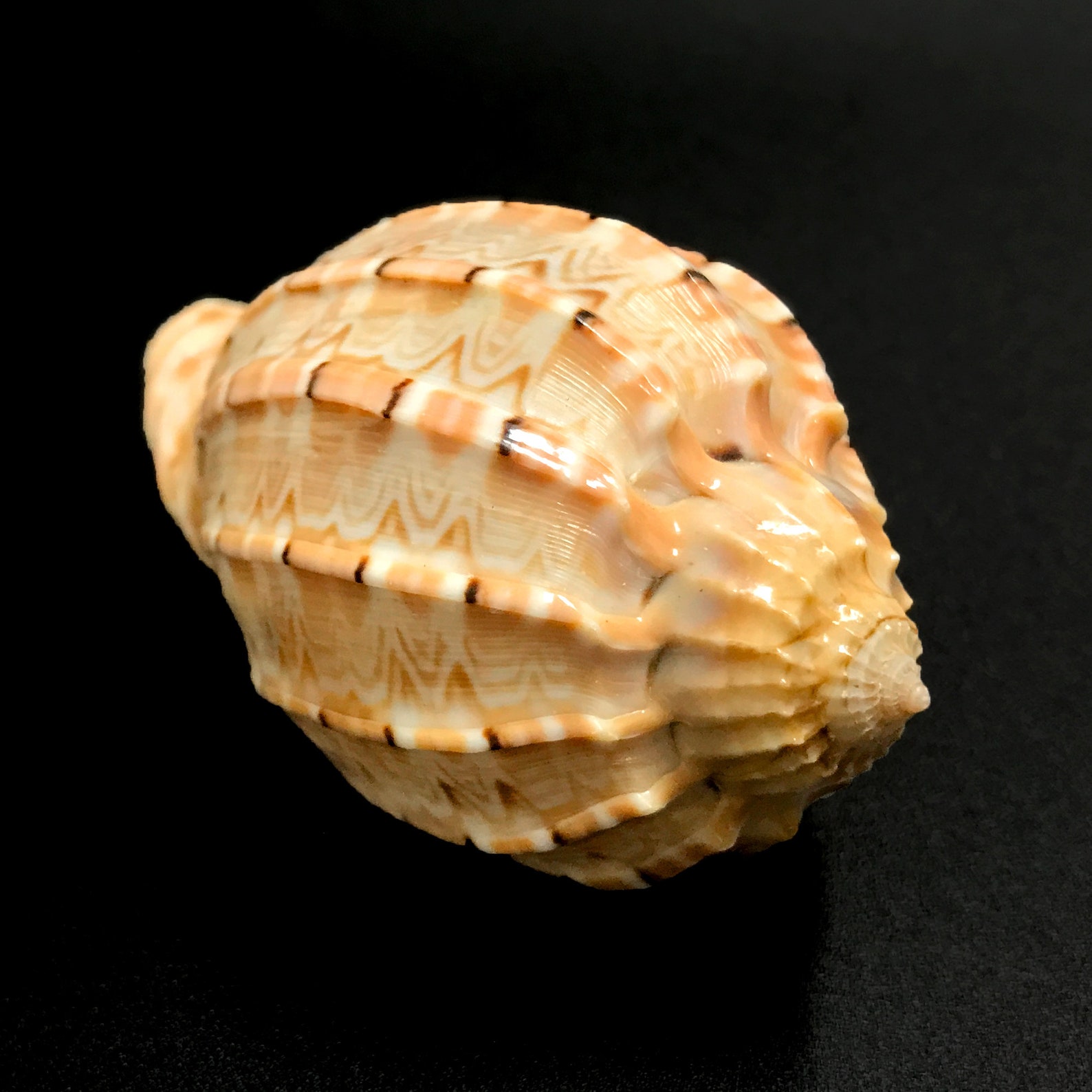 Turtle Shell Harp Large Harp Snail Sea Shell Harpa Major Natural Display Specimen Marine ...