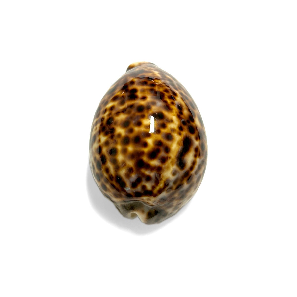 Rarest Cowrie Shell Tiger Cowrie Sea Shell Polished Premium Quality Rare Natural Display ...