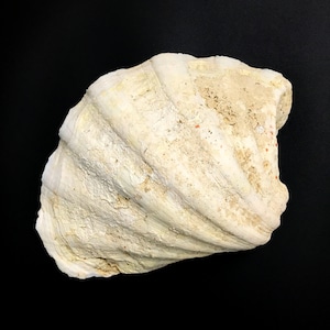 May include: A large, white seashell with a textured surface and a slightly pink hue. The shell has a rounded shape and a series of ridges.