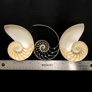 Centre Cut Chambered Nautilus Sea Shell Very Rare Natural Display ...