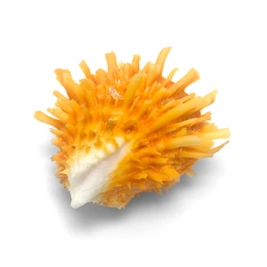 Orange Spiny Oyster Sea Shell Spondylus Squamosus Unique Natural Display Specimen Marine Bivalve Mollusk Shell Collectible Free USA Shipping