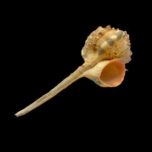 Waldschnepfe Murex Muschel Murex Haustellum Natur Display Specimen Meeresschnecke Muschel Einzigartiges Sammlerstück Kostenloser Versand in die USA!