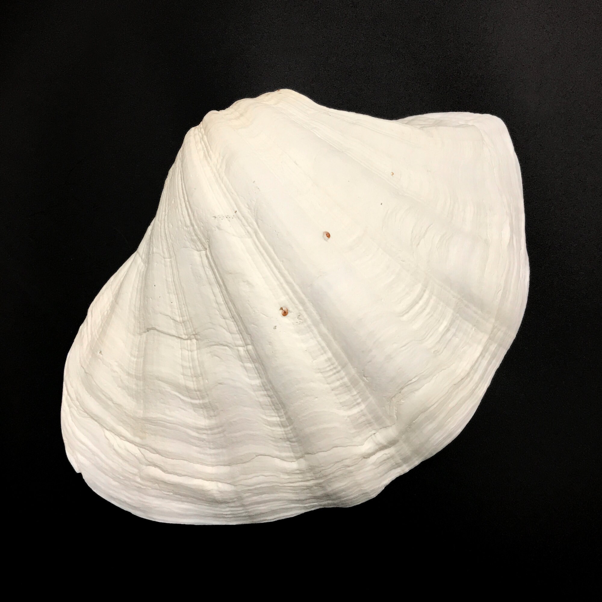 Extra Large Giant Clam Shell Half Very Rare Unique Real Sea Shell ...
