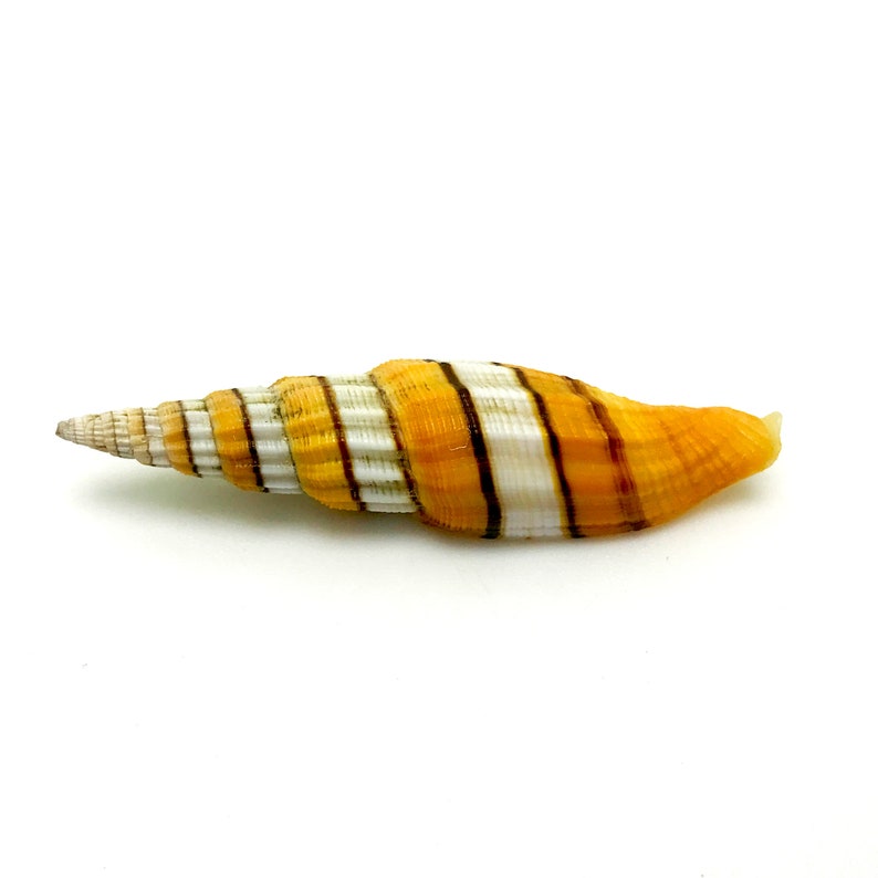 Regal Queen Mitre Sea Shell Orange and White Ribbon Miter Natural ...