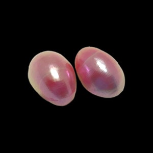 Halb geschnittenes rosa Perlenpaar 11mm x 15mm poliert Turbo Petholatus Sea Shell Perlen Schöne seltene Muschel für die Schmuckherstellung