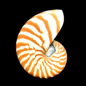 Large Chambered Nautilus Sea Shell Rare Natural Display Specimen Delicate Unique Collectible Free USA Shipping!