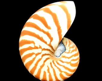 May include: A nautilus shell with a white and orange striped pattern. The shell is spiraled and has a pearly interior.
