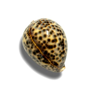 Tiger Cowrie Sea Shell Polished Premium Quality Rare Natural Display Specimen Delicate Unique Collectible Free USA Shipping!