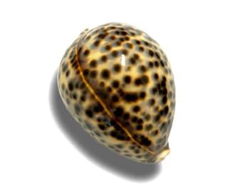 Tiger Cowrie Sea Shell Polished Premium Quality Rare Natural Display Specimen Delicate Unique Collectible Free USA Shipping!