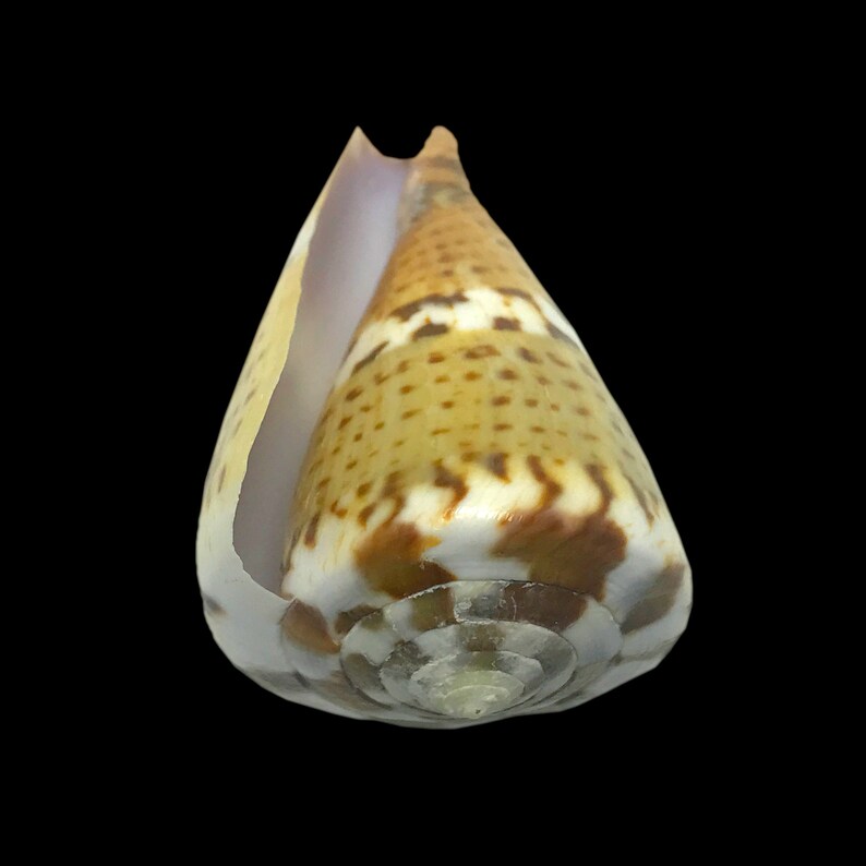 Sea Shell Cone Captain's Cone Sea Shell Conus Capitaneus Natural Display Specimen ...
