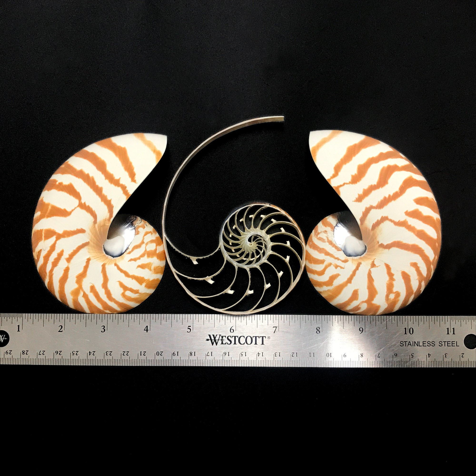 Centre Cut Chambered Nautilus Sea Shell Very Rare Natural Display ...