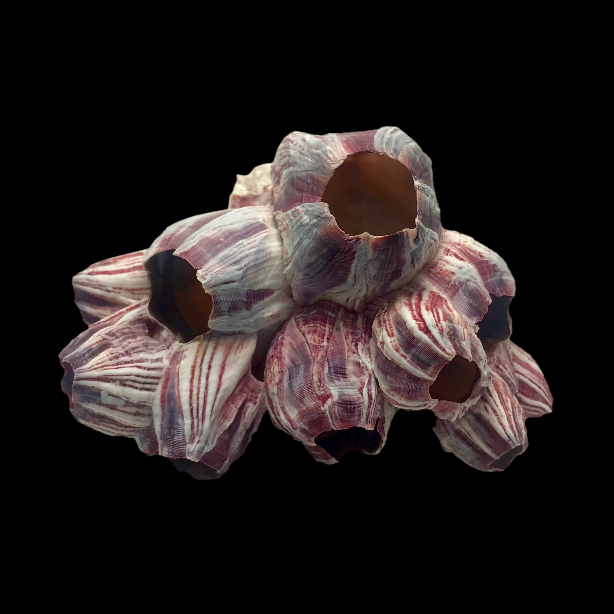2 Grappes De Balanes Violettes – Objets De Déco Et Collection Shorely Yours Decor SS-438