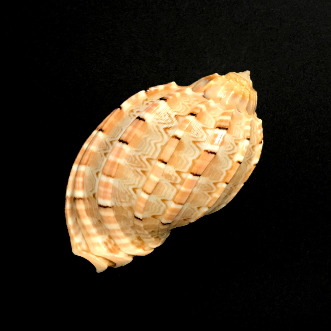 Turtle Shell Harp Large Harp Snail Sea Shell Harpa Major Natural Display Specimen Marine ...