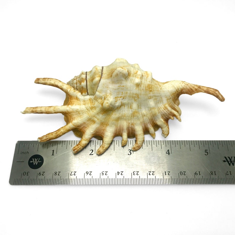 Millipede Spider Conch Sea Shell Lambis Millepeda Natural Display Specimen Marine Gastropod Mollusk Shell Rare Collectible Free USA Shipping image 8