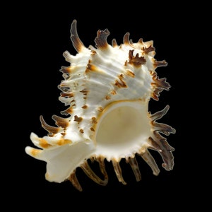 Hexaplex Murex Sea Shell Endivia Murex Natural Display Specimen Meeresschnecke Muschel selten einzigartiges Sammlerstück kostenloser Versand in die USA!