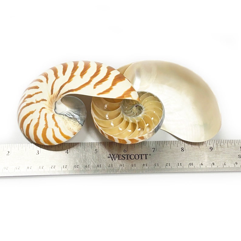 Split Nautilus Sea Shell Rare Chambered Nautilus Natural Display ...