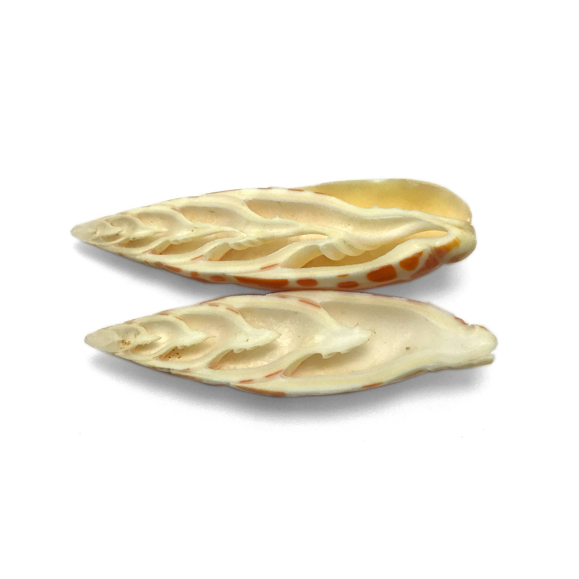 Split Polished Mitra Mitra Sea Shell Episcopal Miter Natural Display ...