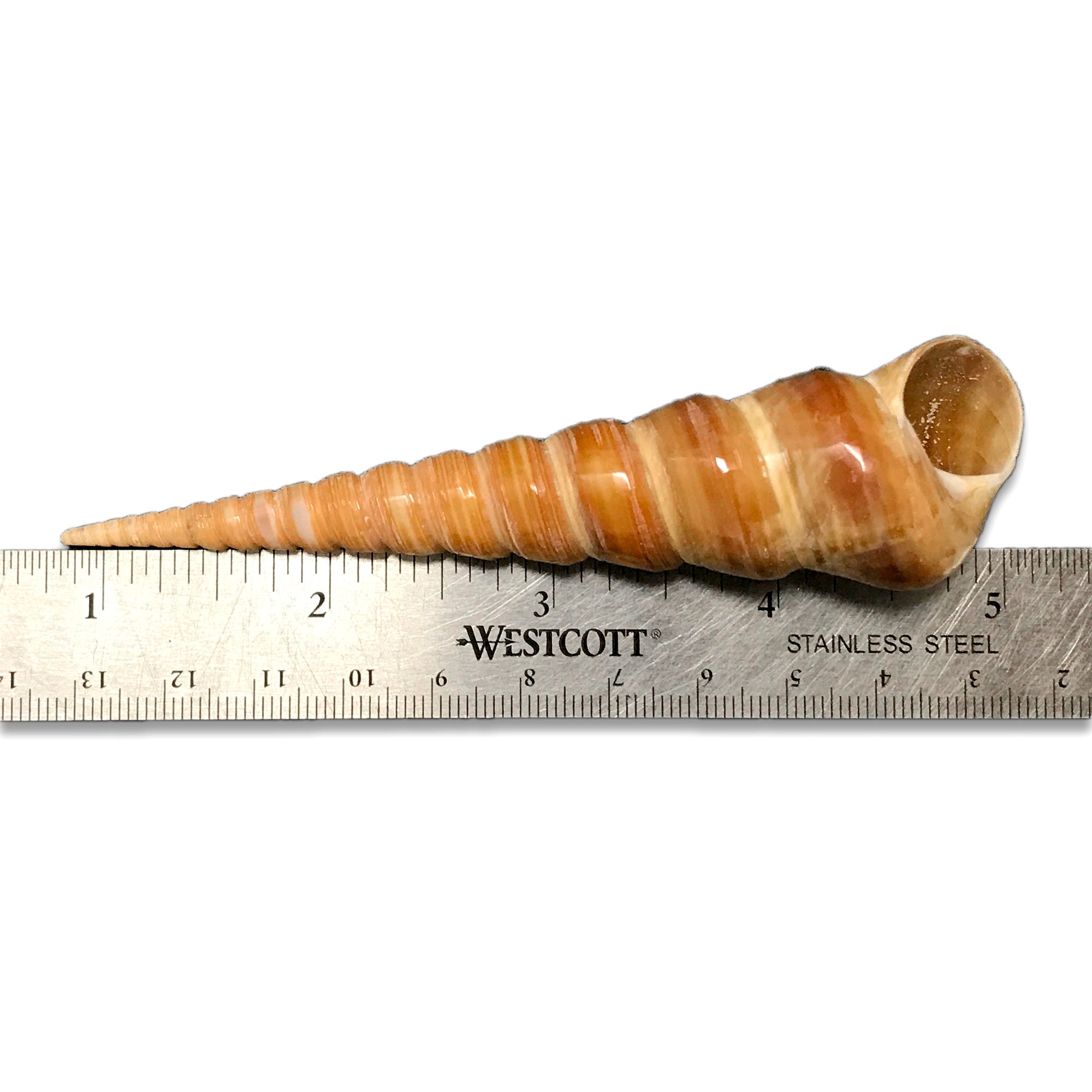 Tower Screw Sea Shell Auger Screw Turritella Terebra Natural ...