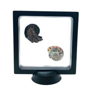 May include: Two ammonite fossils displayed in a black shadow box with a clear acrylic front. The ammonites are iridescent and have a spiral shape.