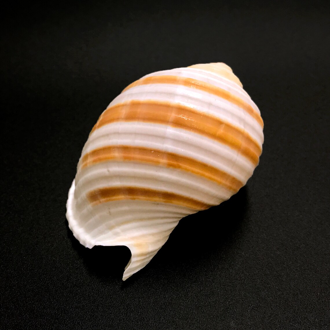 Banded Tun Sea Shell Tonna Sulcosa Natural Display Specimen Marine ...