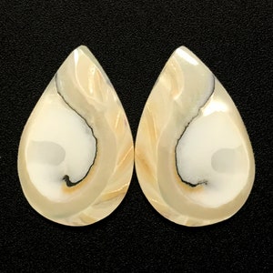 Nautilus Tiger Eye Teardrop Pair 20mm - 25mm Polished Nautilus Sea Shell Rare Natural Shell for Making Jewelry Unique Free USA Shipping!