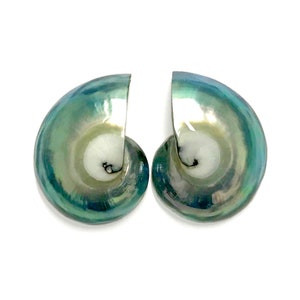 May include: A pair of iridescent green and white seashells with a spiral pattern. The shells are smooth and shiny.