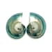 see more listings in the Sea Shells section