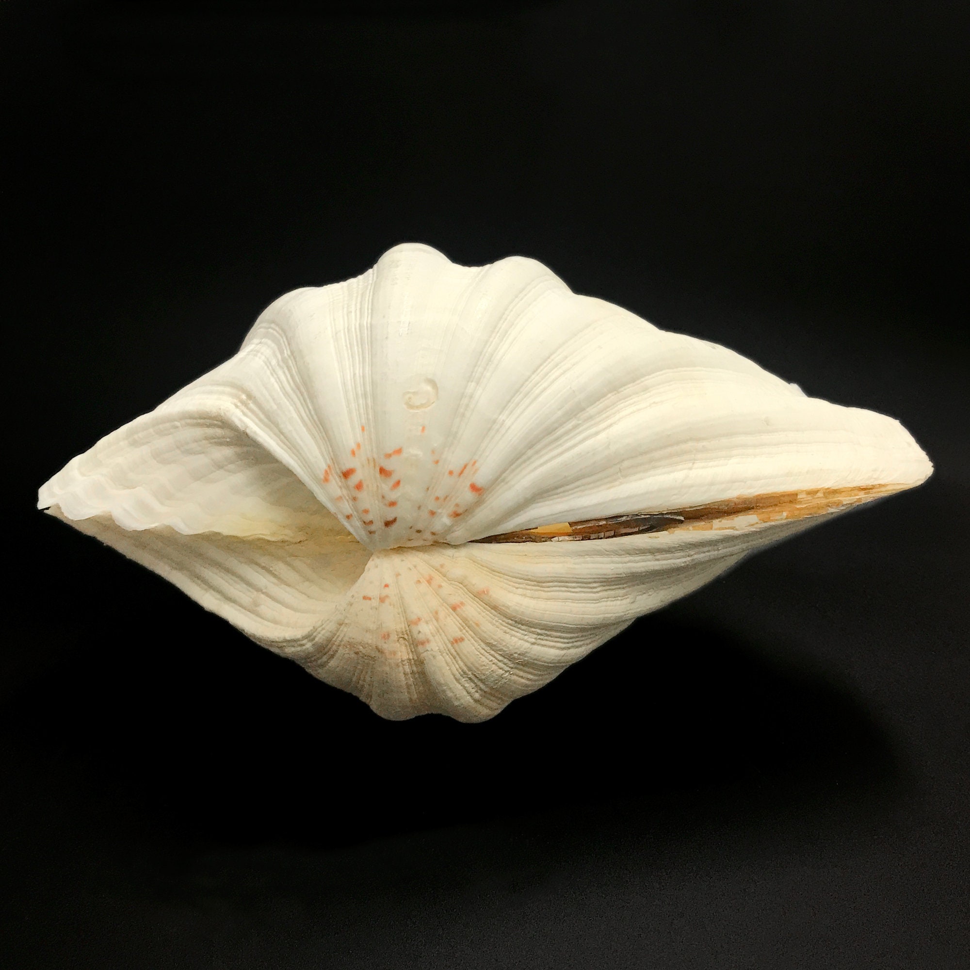 Spotted Clam Seashells - Clycymeris Pectunculus - (approx. 35-40 shells  .5-1.5 inches)