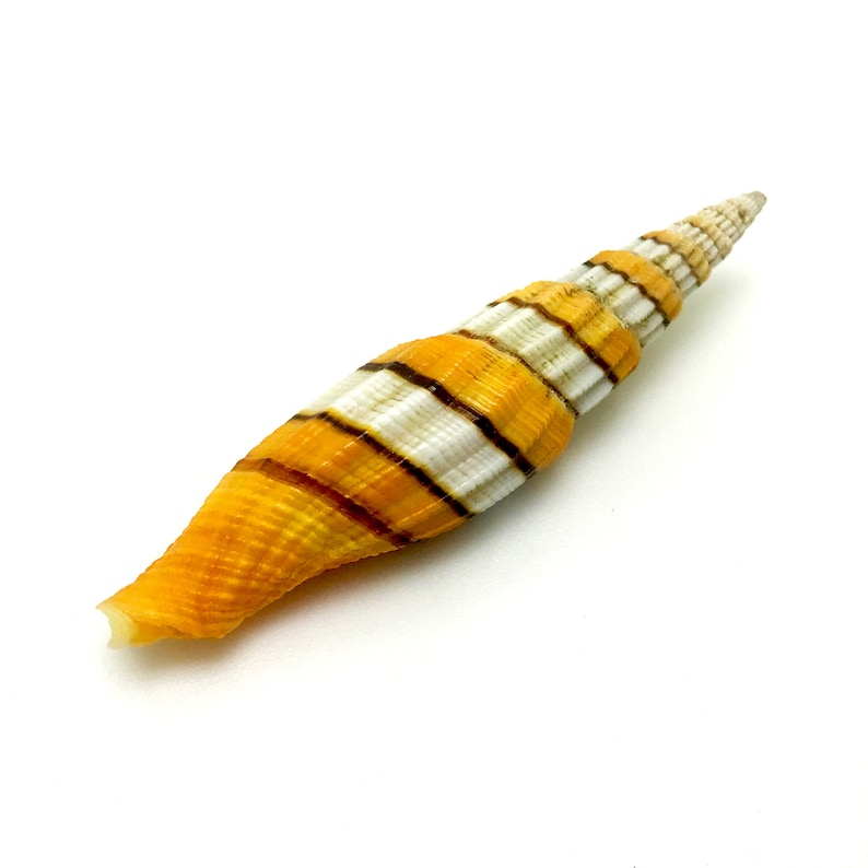 Regal Queen Mitre Sea Shell Orange and White Ribbon Miter Natural ...