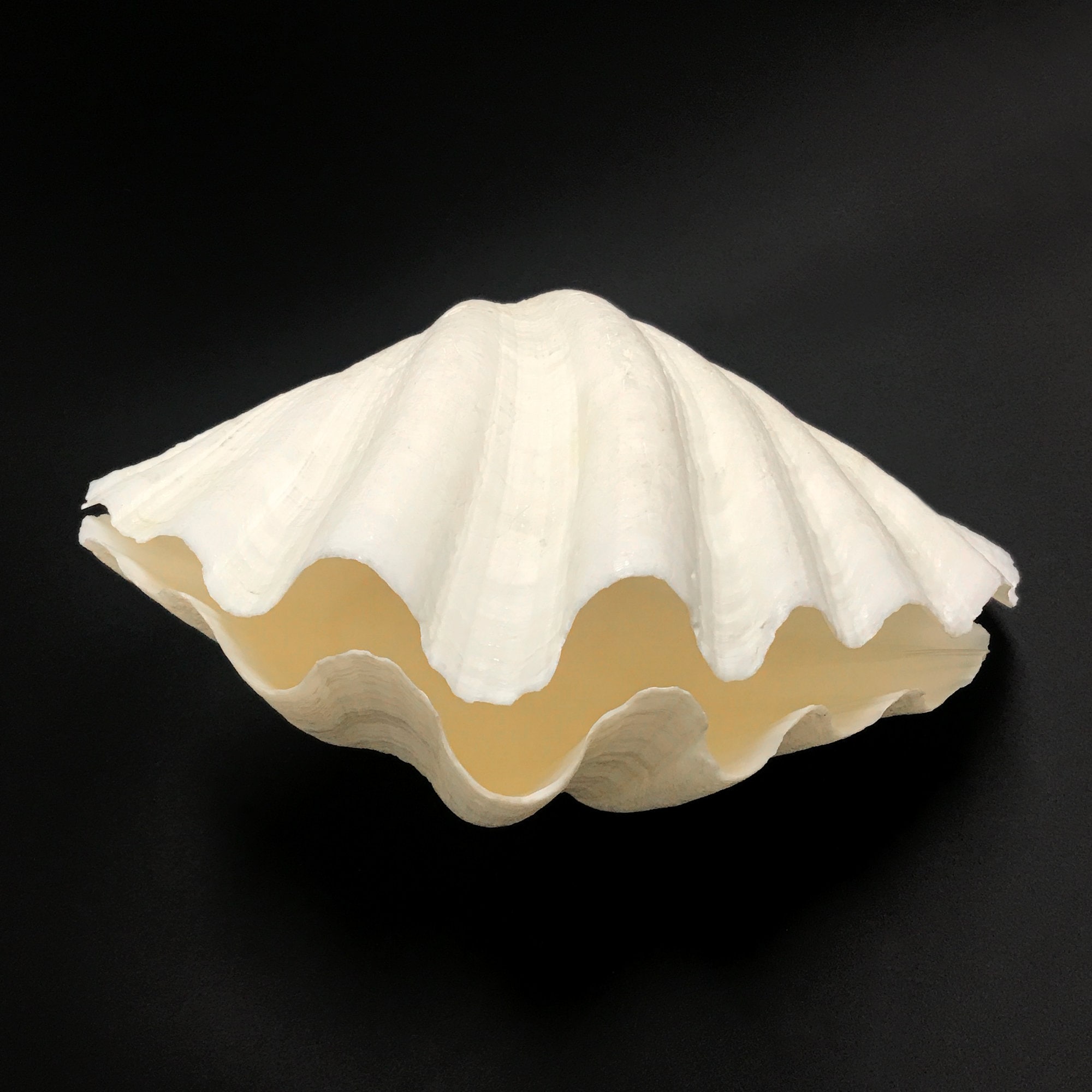 Extra Large Giant Clam Shell MATCHING PAIR Very Very Rare Unique Real  Complete Sea Shell Decorative Display Specimen Free USA Shipping 