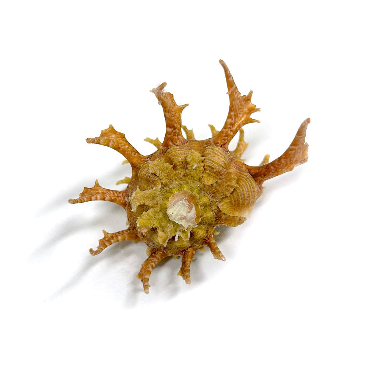 Delphinula Shell Angaria Sphaerula Kiener's Delphinula Sea Shell Natural Display ...