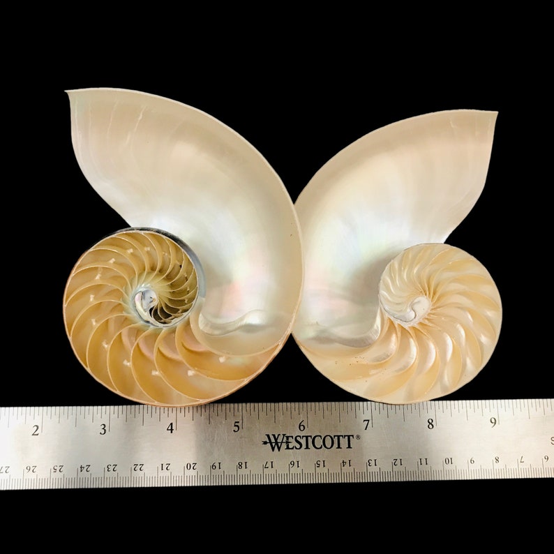 Split Chambered Nautilus Sea Shell Rare Natural Display Specimen Delicate Unique Collectible Free USA Shipping image 6