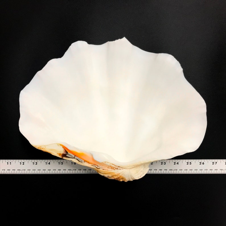 Extra Large Giant Clam Shell Half Very Rare Unique Real Sea Shell ...