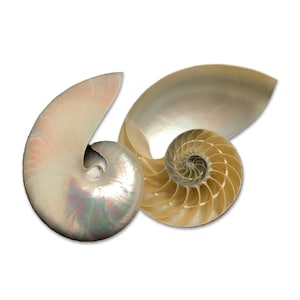 May include: A nautilus shell with a pearly white exterior and a spiral interior with a golden hue. The shell is open and the interior is visible.