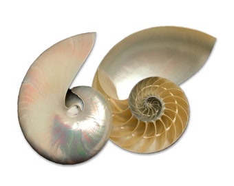 Pearlized Nautilus Split Shell Hand Polished Nacre Sea Shell Mother Of Pearl Rare Delicate Unique Collectible Free USA Shipping!