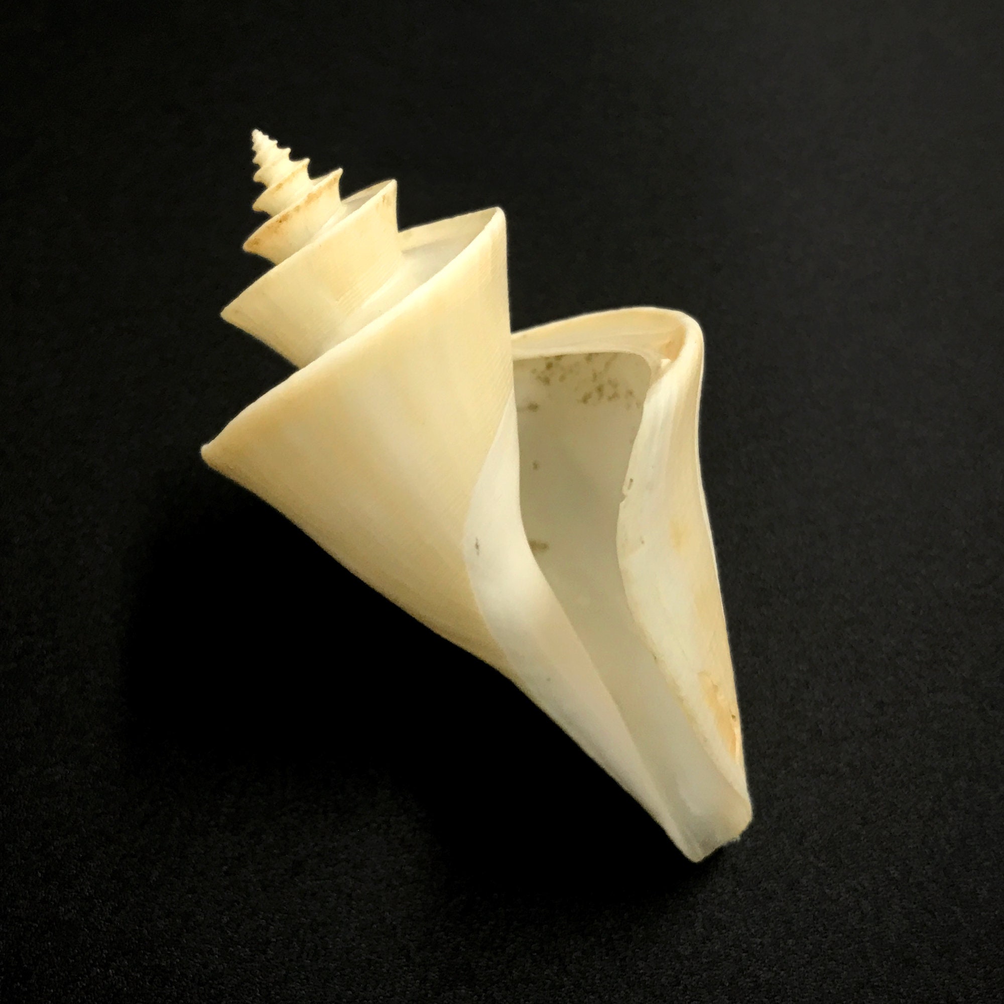 Japanese Wonder Sea Shell Thatcheria Mirabilis Natural Display Specimen ...