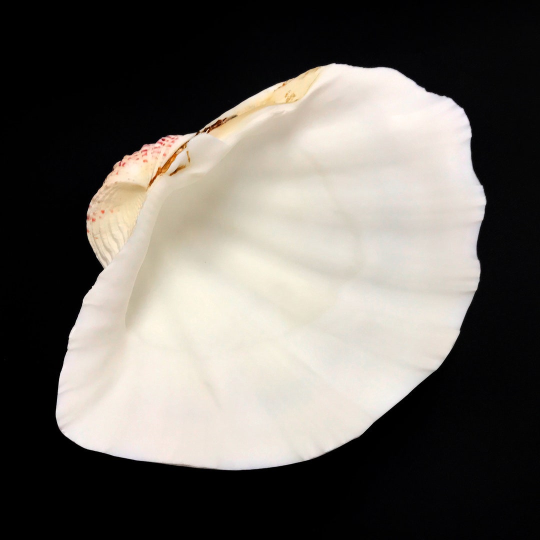 Extra Large Giant Clam Shell Half Very Rare Unique Real Sea Shell ...