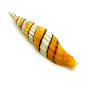 Regal Queen Mitre Sea Shell oranje en wit lint mijter natuurlijk verzamelobject display specimen mariene gastropod weekdier gratis verzending in de VS