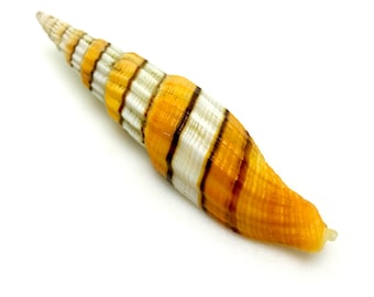 May include: A yellow and white striped seashell with a pointed tip.