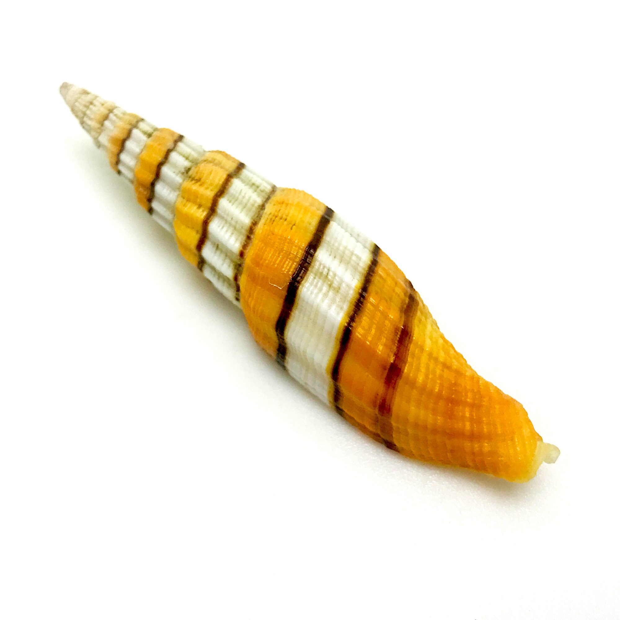 Regal Queen Mitre Sea Shell Orange and White Ribbon Miter Natural ...