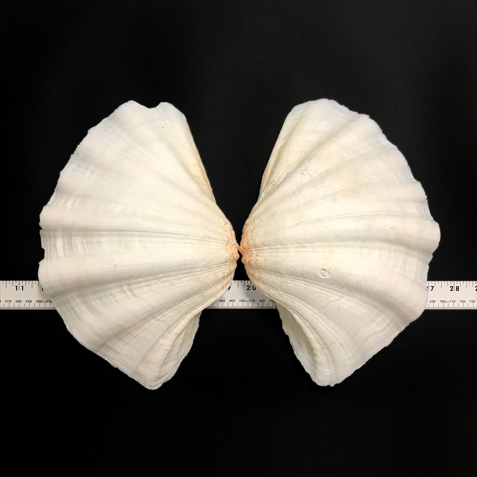 Very L Large Shell Extra Large Giant Clam Shell MATCHING PAIR Very Very Rare Unique Real ...
