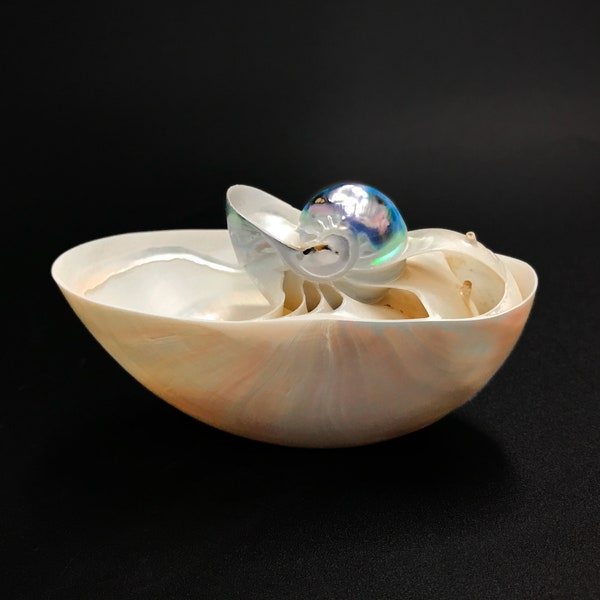 Pearlized Nautilus Shell Boat Hand Carved Vintage Pearlized Nautilus Sea Shell Very Rare Delicate Unique Collectible Free USA Shipping!