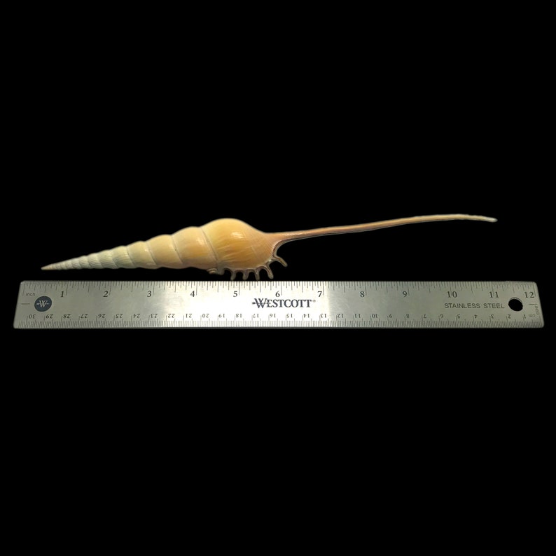 Shinbone Tibia Sea Shell Spindle Tibia Fusus Natural Display Specimen ...